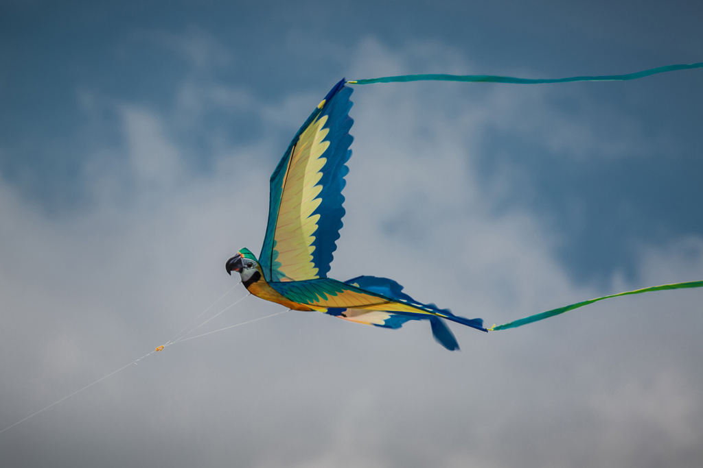 Kite-(web).jpg