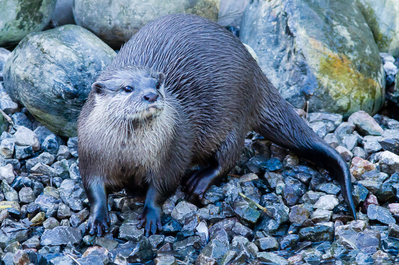 Otter.jpg