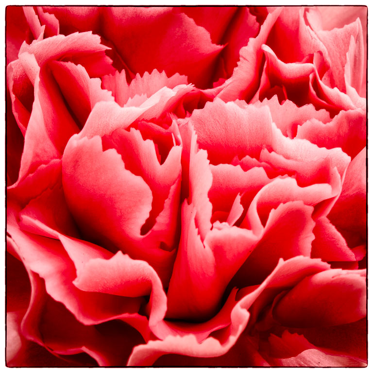Carnation.jpg