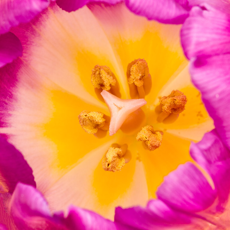 Tulip Glow.jpg