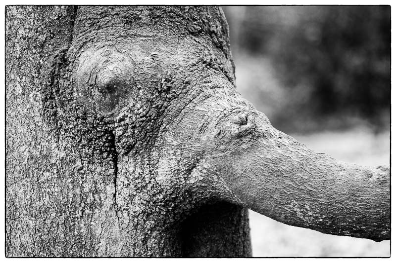 Elephant.jpg