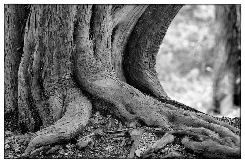 Yew Tree.jpg