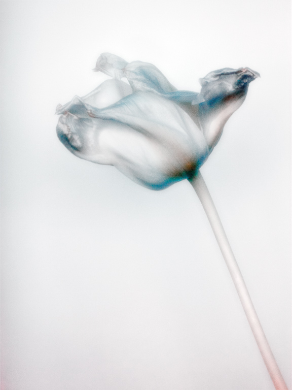 Infrared Tulip.jpg