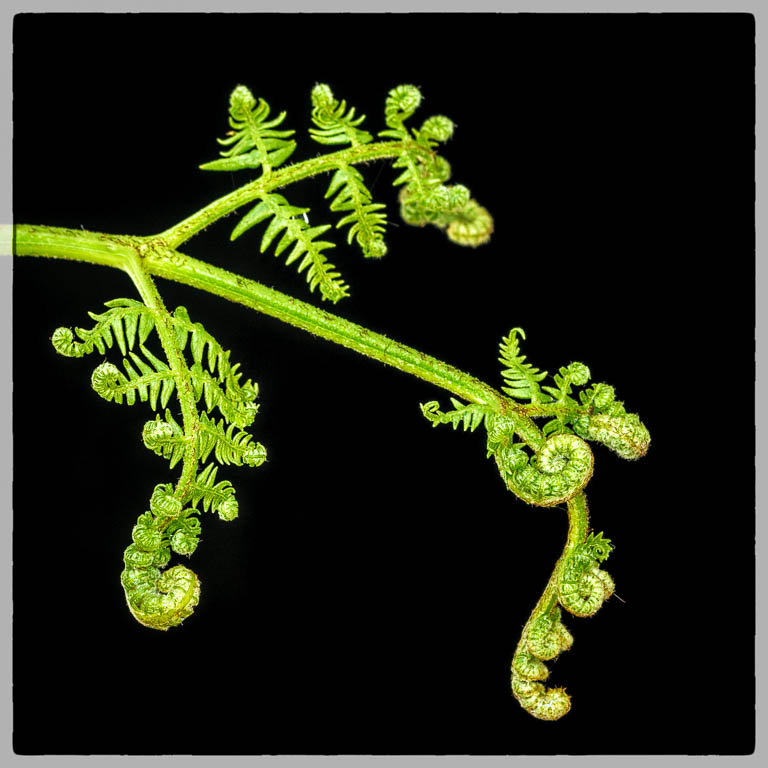 Fern-3.jpg