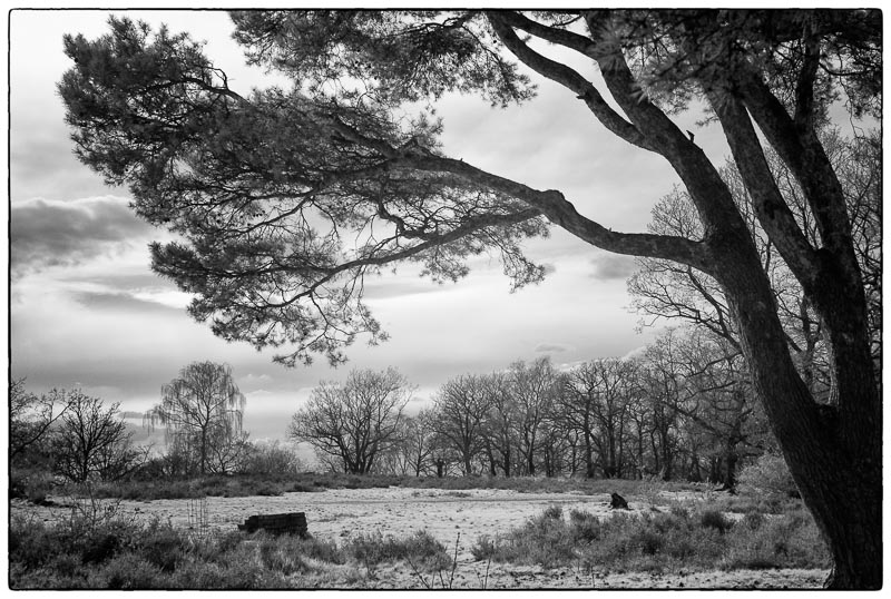 Woodland View.jpg