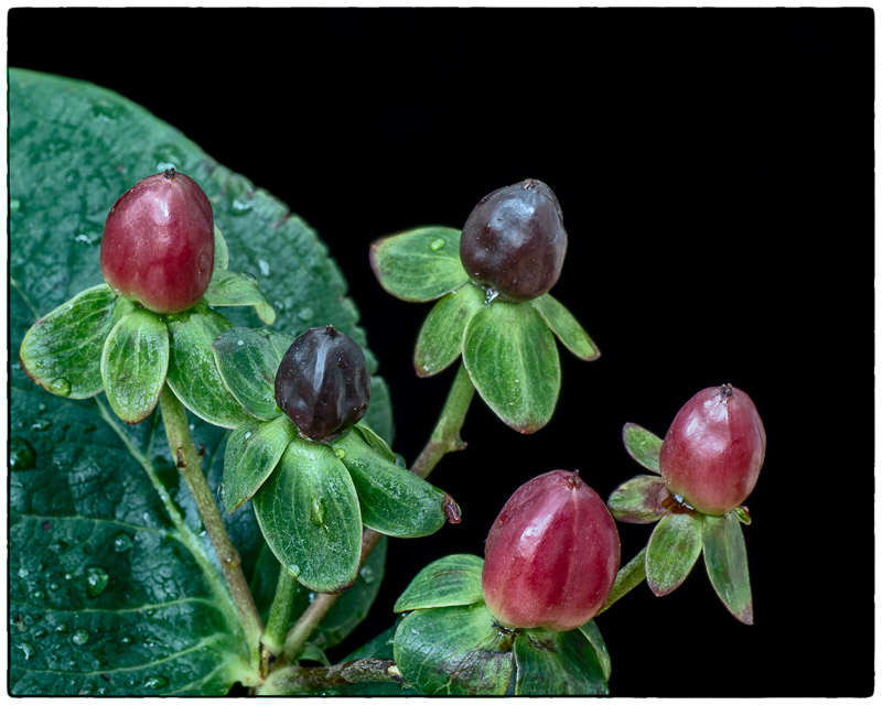 Berries.jpg